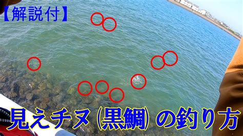 【解説付き】簡単‼見えチヌ黒鯛の釣り方【釣り雑誌元編集マン】 Youtube