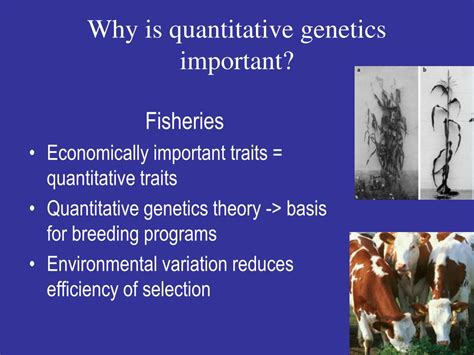 Ppt Introduction To Quantitative Genetics Powerpoint Presentation