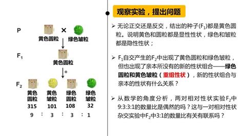 高中生物人教版 2019必修2《遗传与进化》第1章 遗传因子的发现第2节 孟德尔的豌豆杂交实验（二）说课ppt课件 教习网课件下载