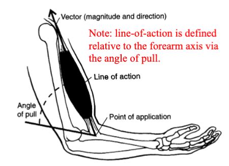 Statics Biomechanics Exam Ii Flashcards Quizlet