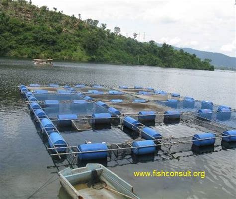 Cage Fish Farming In Ghana Fish Consulting Group