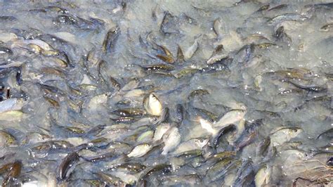 Mass Carp Spawning A Basin Plan Wake Up Call Nswic Country News