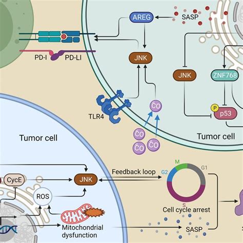 Proposed Mechanisms Involving Jnk In Cellular Senescence And Evasion