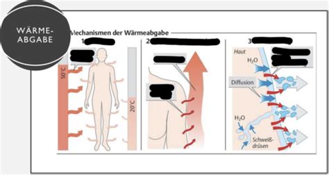 Wärmehaushalt des menschlichen Körper Karteikarten Quizlet