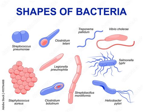 Common bacteria infecting human Stock Vector | Adobe Stock