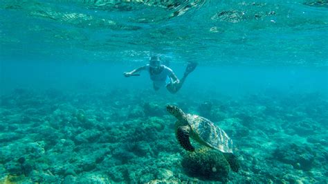 Cabo Pulmo Snorkeling: Exploring the National Marine Park - TripOutside