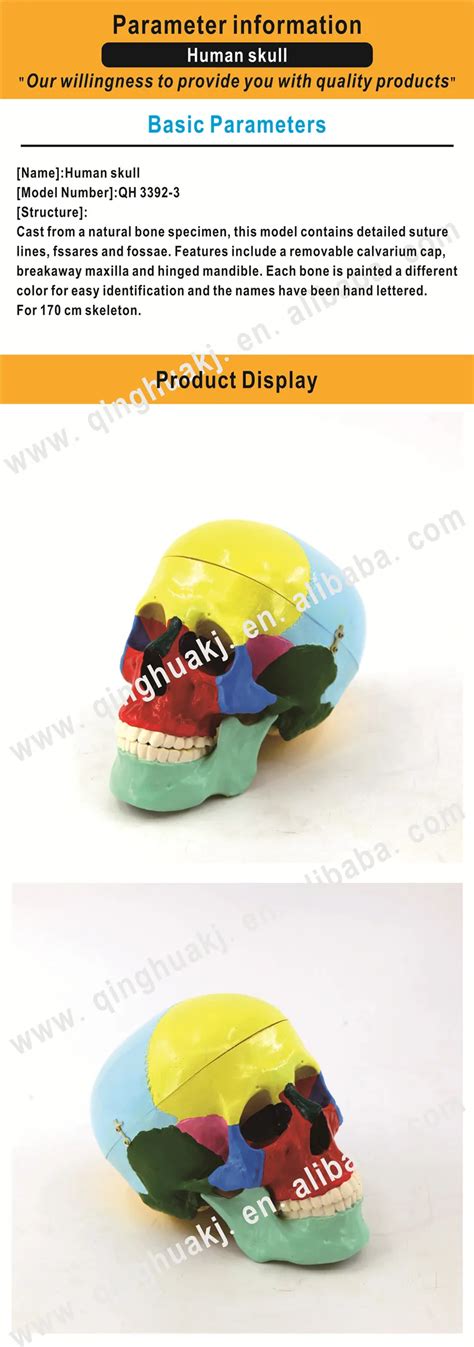 High Quality Medical Human Skull Model For Teaching Model Buy Colored