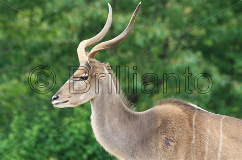 greater kudu - Brillianto Images