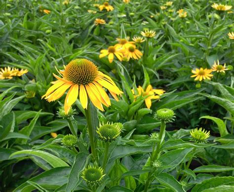 Echinacea Sunseekers Citrus Litre Stewarts Garden Centre