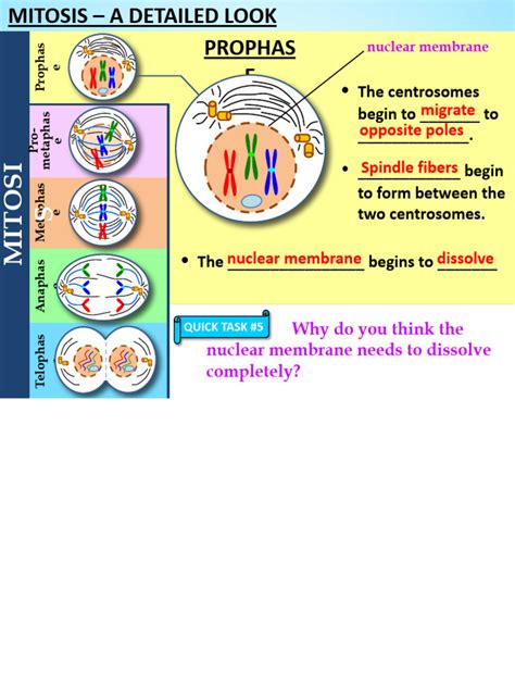 Cell Division Mitosis | PDF