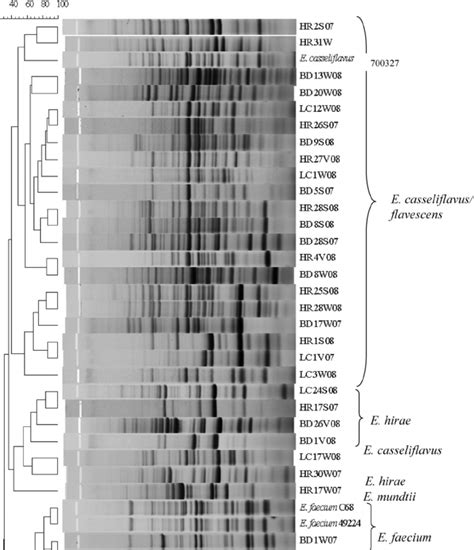 Dendrogram Comparing Box Pcr Patterns Of Enterococcus Species Isolated