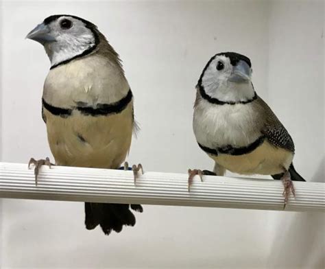 Owl finches For Sale in Coventry, Warwickshire | Preloved