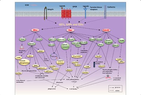 Rho Gtpase Function Under Stimulation By Various Upstream Signals