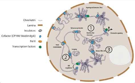 Schematic Representation Of Models For The Putative Roles Of Chromatin