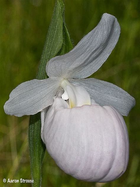 Showy Queen Lady S Slipper White Form Cypripedium Reginae Var