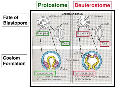 Deuterostomes Protostomes Blastopore