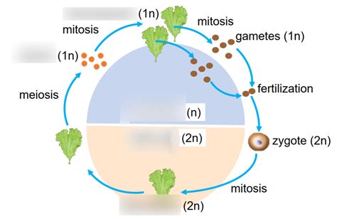 Plants Diagram Quizlet