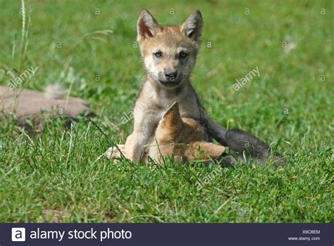 Wolf Pups Playing High Resolution Stock Photography and Images - Alamy