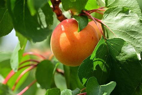 Come Si Potano Gli Alberi Da Frutto