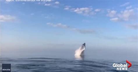 Stunning video captures triple whale breaching off coast of Nova Scotia ...