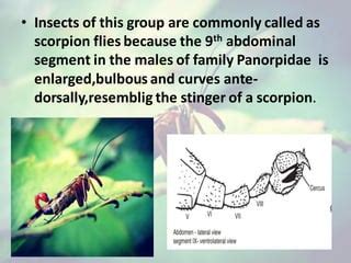 Mecoptera - Scorpion files | PPT