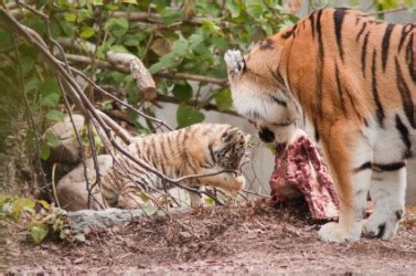 Tiger Eating Deer