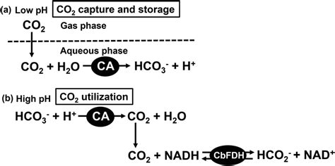 Carbonic Anhydraseformate Dehydrogenase Bienzymatic System For Co 2