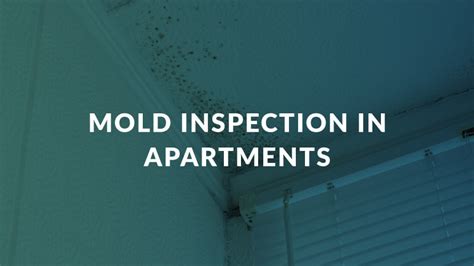 Mold Inspection In Apartments What You Need To Know