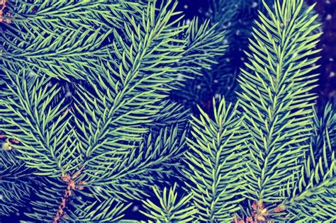 Premium Photo Blurred Christmas Tree In The Snow