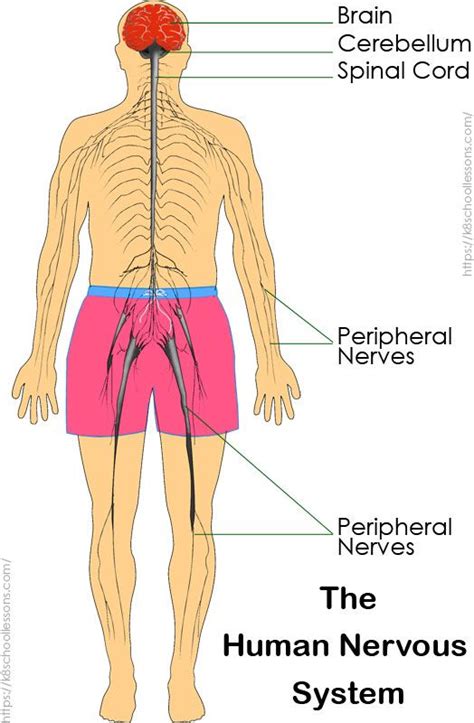 Nervous System For Kids Brain Spinal Cord Nerves Spinal Cord