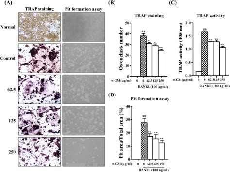 Effect Of W Gm On Osteoclast Differentiation Raw 2647 Cells Were