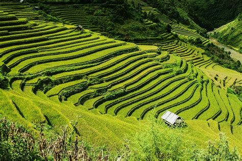 Hd Wallpaper Hills Field Asia Vietnam Rice Mu Cang Chai District