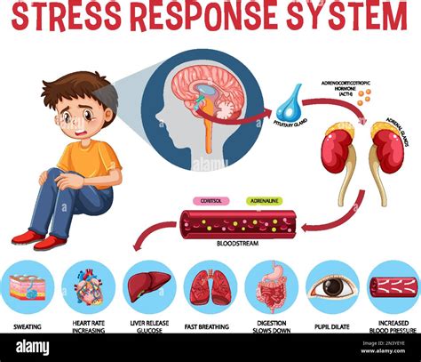 Ilustración del esquema del sistema de respuesta al estrés Imagen