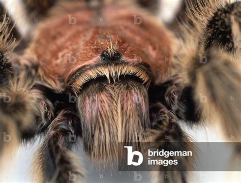 Image Of Tarantula Tarantulas Theraphosidae Detail Of Hairy Head