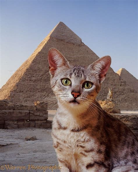 Egyptian Maus Cat Are A Small To Medium Sized Short Haired Cat Breed