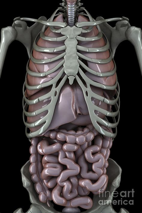 Skeleton And Internal Organs Photograph by Science Picture Co | Fine ...