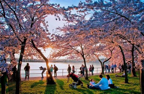 National Cherry Blossom Festival Washington March To April