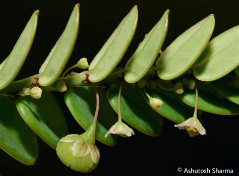 Phyllanthus Species Agasthyamala Biosphere Reserve Tamil Nadu