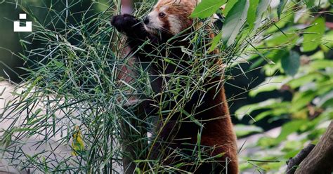 A brown and white panda eating leaves off of a tree photo – Free ...