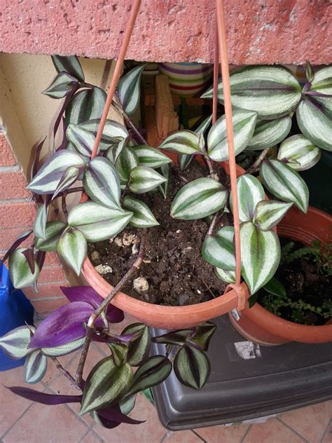 Tradescantia Zebrina Pendula Gardening Lawn And Garden Horticulture