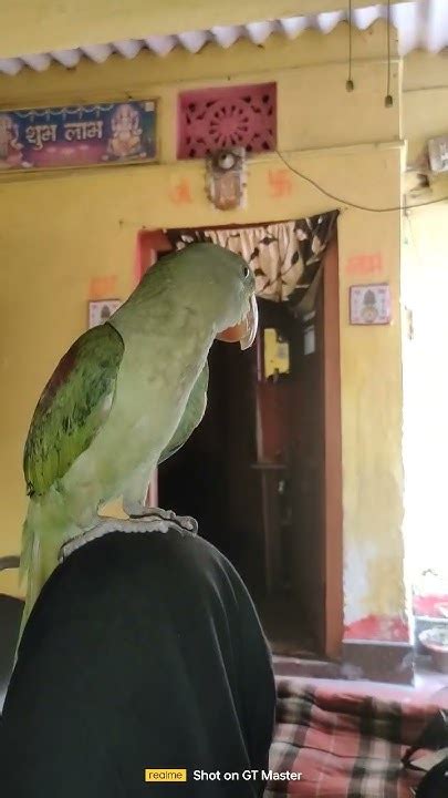 Mithu Mummy Mithu Maa Talking Parrot Mithu Talkingparrot Youtube