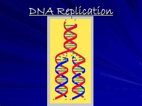 Dna Replication Ppt