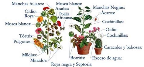 Plagas Y Enfermedades De Las Plantas Red De Jardineros