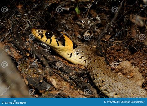 Serpiente De Hierba Natrix Del Natrix Imagen De Archivo Imagen De