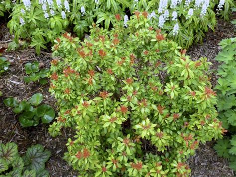 Dwarf Andromeda Plant