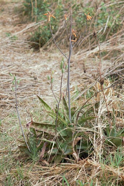 Smoothstem Aloe From Carletonville 2499 South Africa On September 27