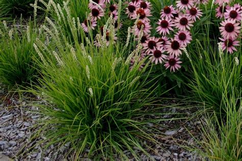 Autumn Moor Grass