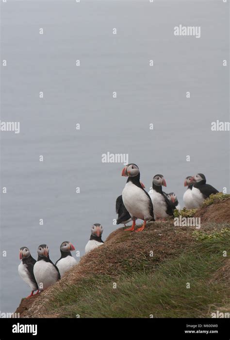 Puffins on Grimsey island, Iceland Stock Photo - Alamy