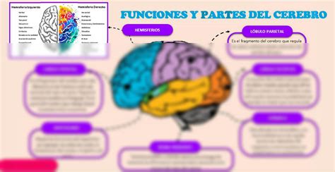 Solution Funciones Y Partes Del Cerebro Studypool