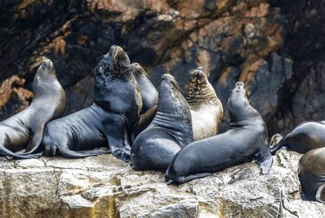 Ganztags Paracas Ballestas Inseln Ica Huacachina Puno Tours